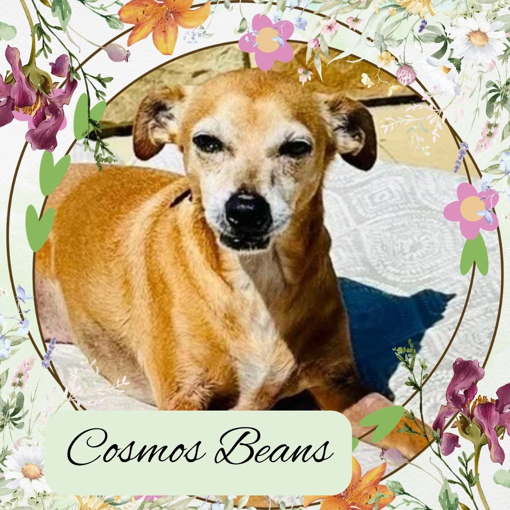 Cosmos Beans Splash
