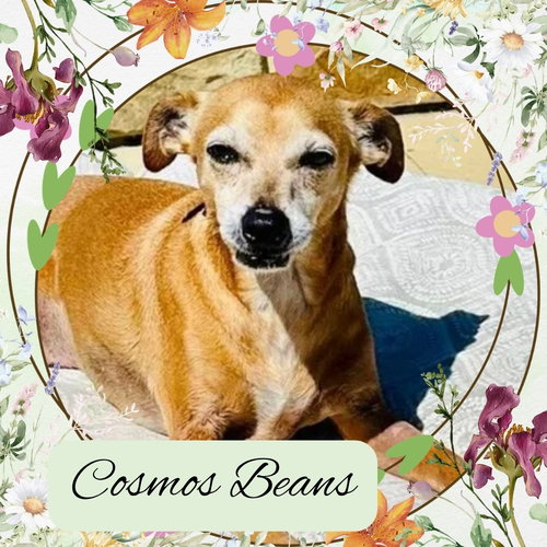 Cosmos Beans Splash, an adoptable Dachshund in San Antonio, TX
