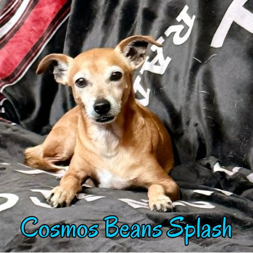 Cosmos Beans Splash photo 3