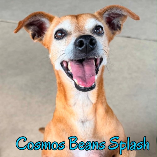 Cosmos Beans Splash photo 6