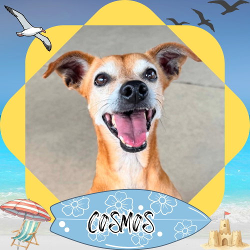 Cosmos Beans Splash