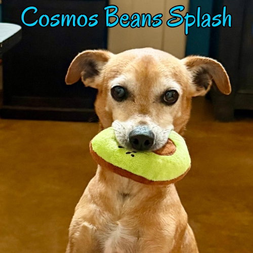 Cosmos Beans Splash photo 2