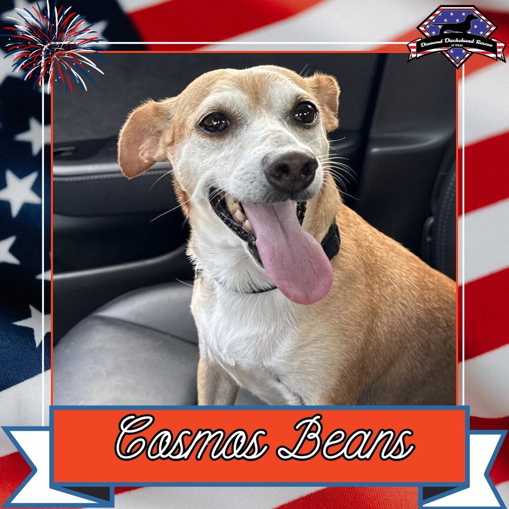 Cosmos Beans Splash