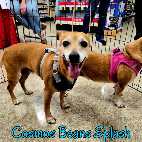 Cosmos Beans Splash, photo 3