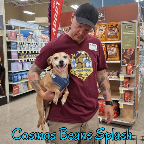 Cosmos Beans Splash, photo 5