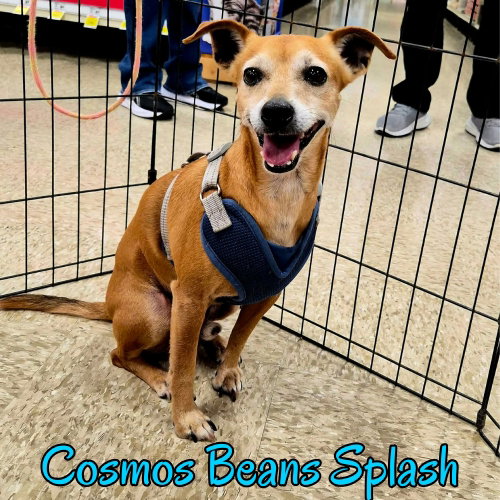 Cosmos Beans Splash, photo 4