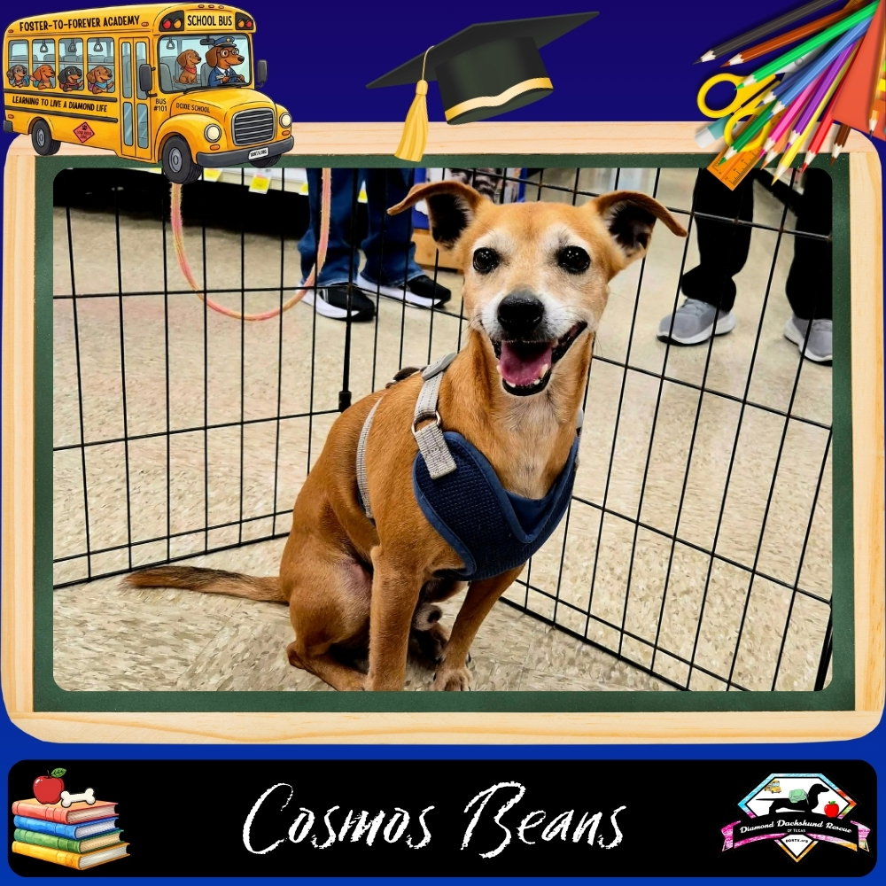 Cosmos Beans Splash