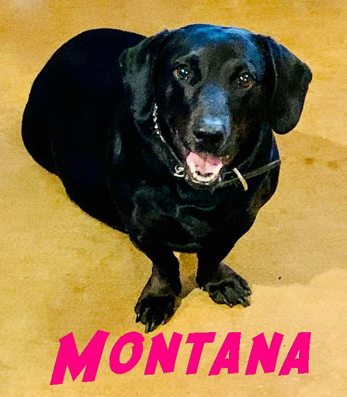 Montana