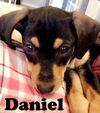 Daniel