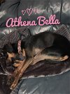Athena Bella