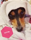Dear Theodosia