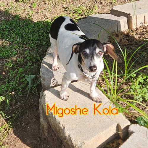 MiGoshe Kola photo 1