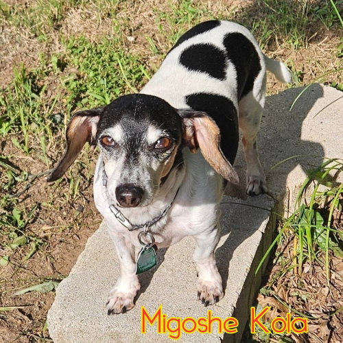 MiGoshe Kola photo 3