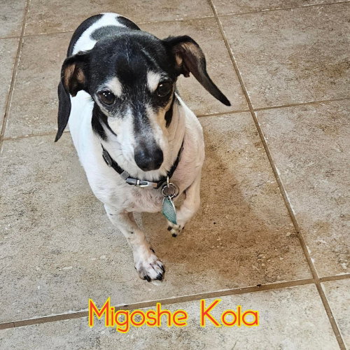 MiGoshe Kola photo 2