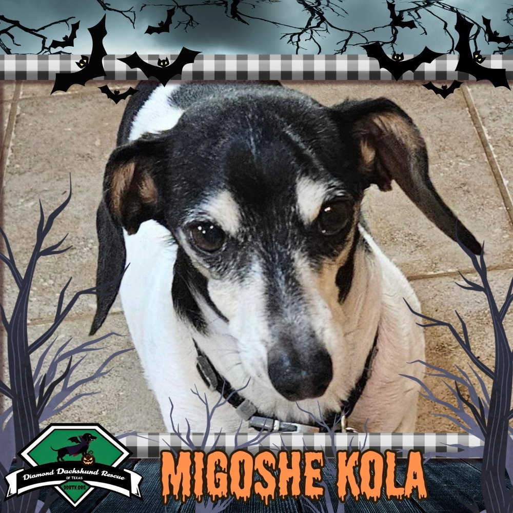 MiGoshe Kola, Dachshund