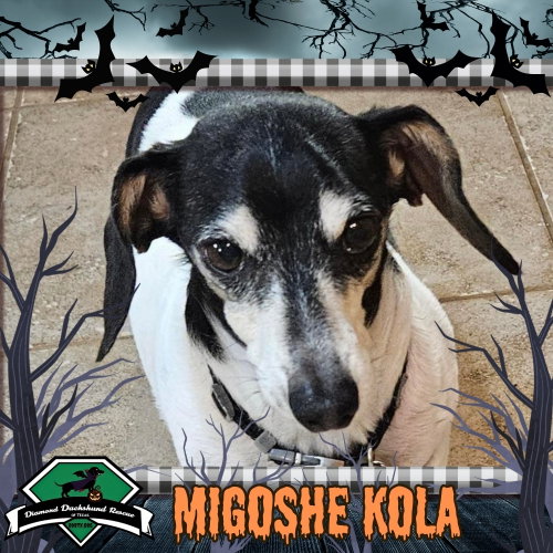MiGoshe Kola, a dog for adoption from Diamond Dachshund Rescue of Texas