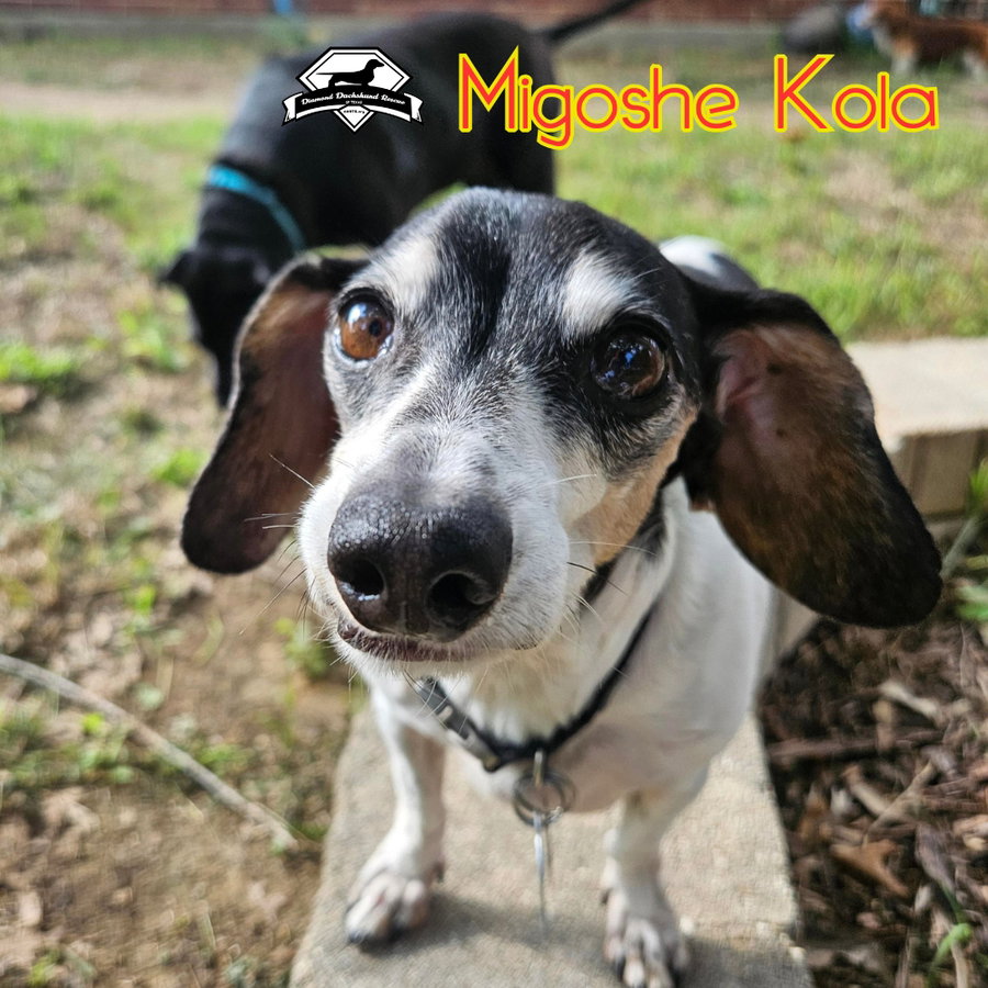 MiGoshe Kola