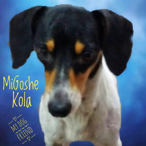 MiGoshe Kola photo 8