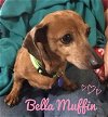 Bella Muffin