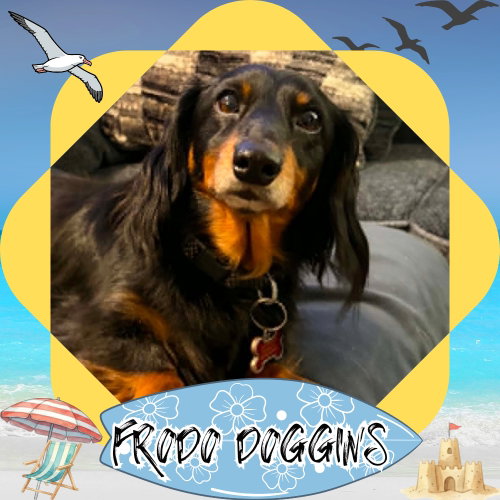 Frodo Doggins