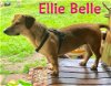 Ellie Belle