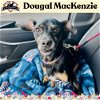 adoptable Dog in  named Dougal MacKenzie
