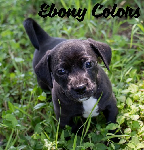 Ebony Colors