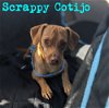 Scrappy Cotijo