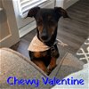Chewy Valentine