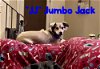 Jumbo Jack Tater-Tot