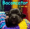 Baconator Tater-Tot