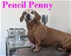 Pencil Penny