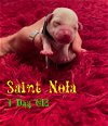 Saint Nola