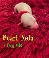 Pearl Nola