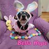 Bella Hope Diamond