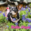 Bella Hope Diamond