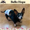 adoptable Dog in  named Bella Hope Diamond