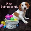 Maya Butterscotch