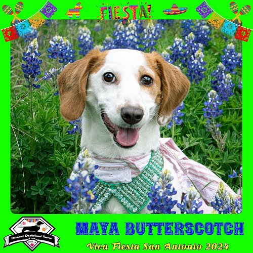 Maya Butterscotch