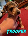 Trooper Ponch