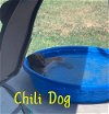 Chili Dog Diesel
