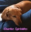 Charlee Sprinkles