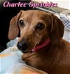 Charlee Sprinkles