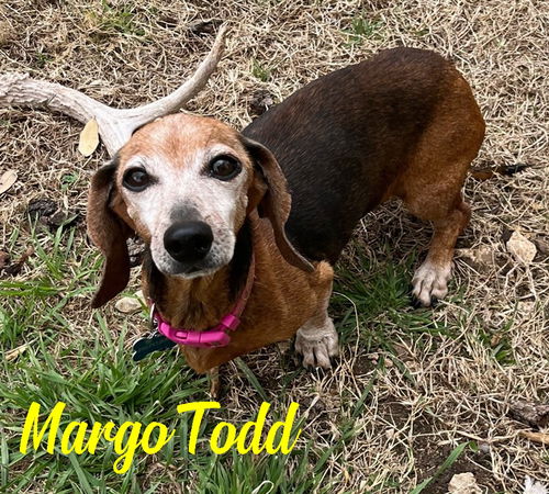 Margo Todd