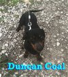 Duncan Coal