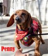 Penny Ginger
