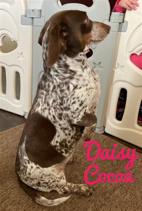 Daisy Cocoa