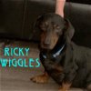 Ricky Wiggles