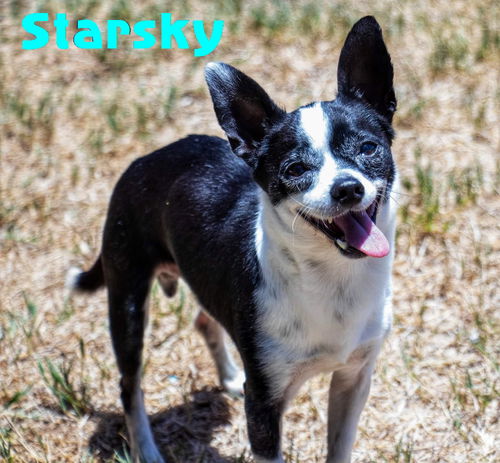 Starsky