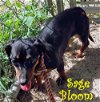 Sage Bloom
